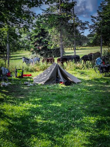 Teltplads op til hestemarken